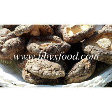 Classifique um Cogumelo Shiitake Natural Seco